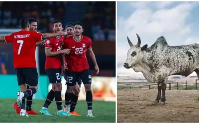 Egypt’s Unique Rituals: A Cow Sacrifice for AFCON Fortune