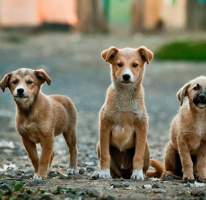 Morocco’s Controversial Plan to Address Stray Dog Population Before FIFA World Cup